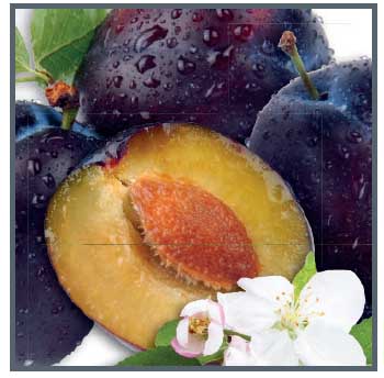 5. APOTHEKE Sladká slivka 20x100g