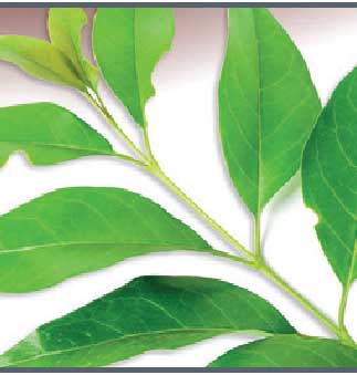 I1. APOTHEKE Pravý čierny čaj 20x100g