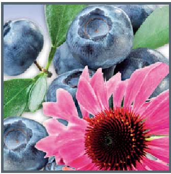 1. APOTHEKE Čučoriedka / Echinacea 20x100g